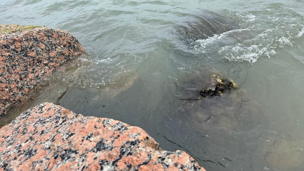 Fish Pass Jetties surf spot