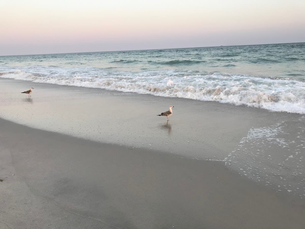 Robert Moses State Park surf spot