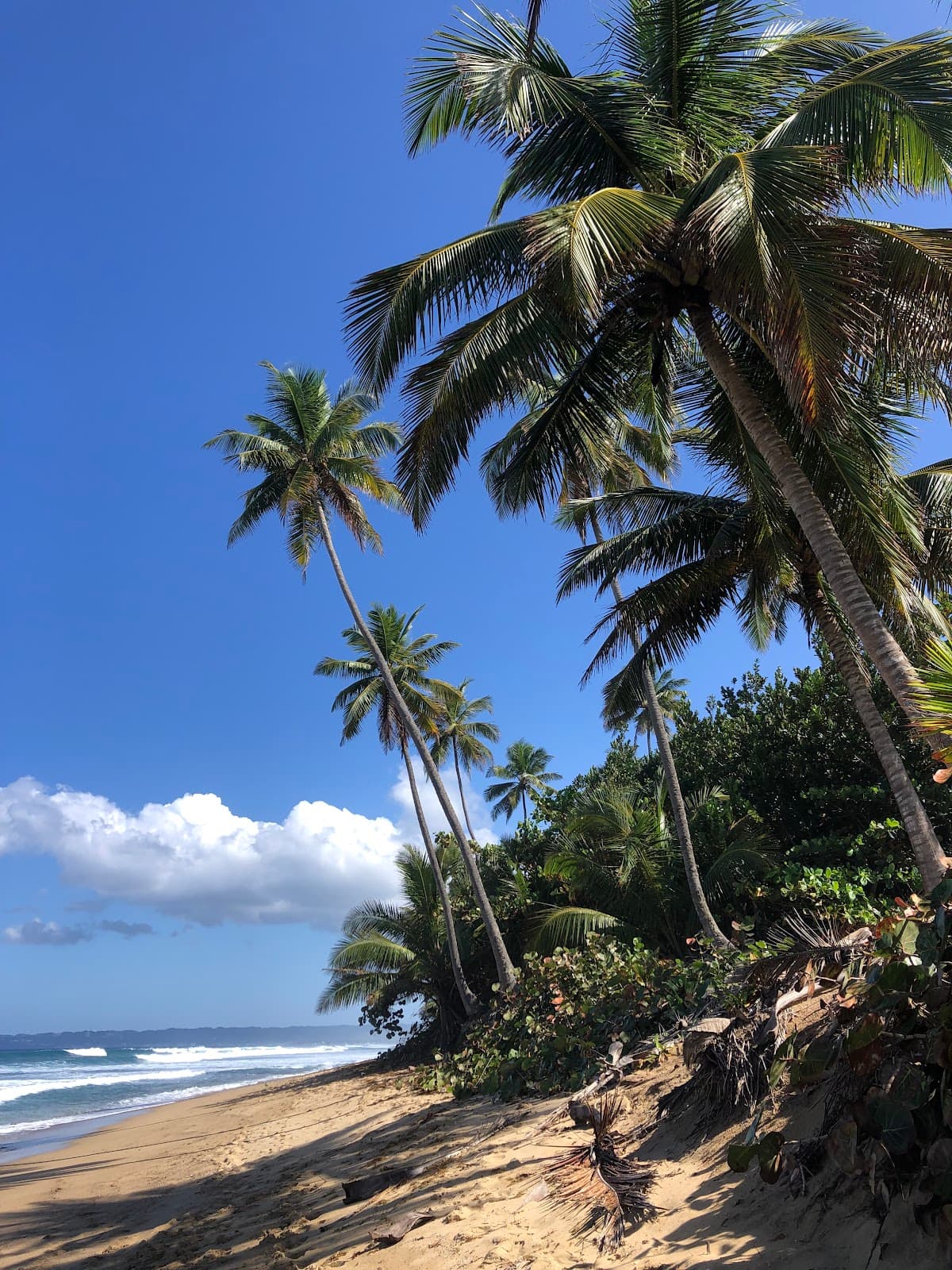 Sandy Beach - Puerto Rico surf spot