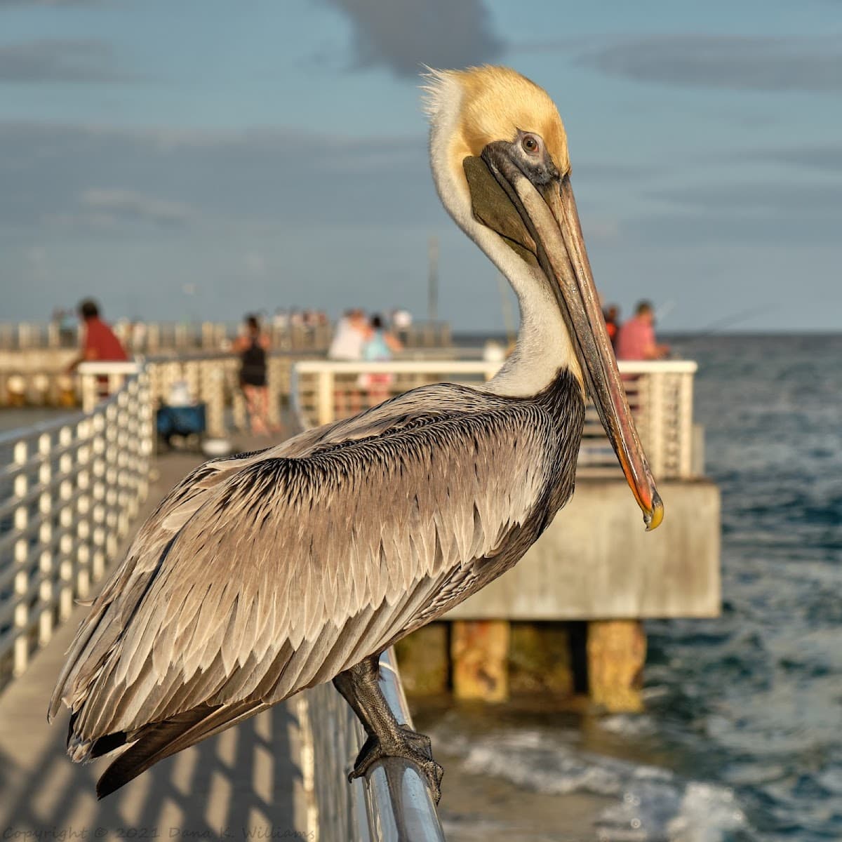 Boynton Inlet surf spot